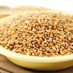 Prairie Gold 86 Kernels