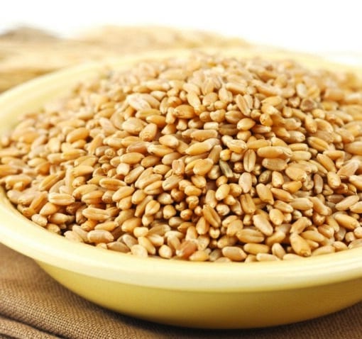 Prairie Gold 86 Kernels