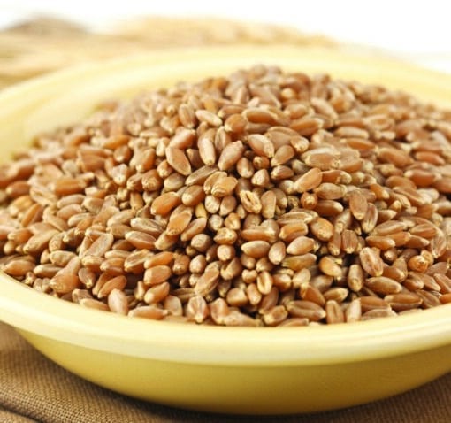 Bronze Chief Kernels